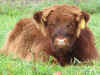 Bearraich von Jiggel_400.JPG (24034 Byte)