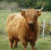 Nighean Ruadh III. von Jiggel
