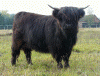 Nighean Dubh III. von Jiggel