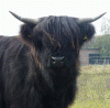Nighean Dubh III. von Jiggel