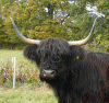 Seonaid Dubh von Jiggel