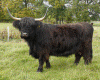 Seonaid Dubh von Jiggel