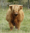Siusaidh Ruadh III. von Jiggel