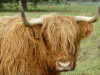 Siusaidh Ruadh II. von Jiggel