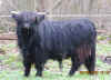 UilleamDubh_25_400.JPG (24596 Byte)