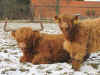 siusaidh_von_jiggel_mit_ihrem_letzten_kalb.JPG (144271 Byte)
